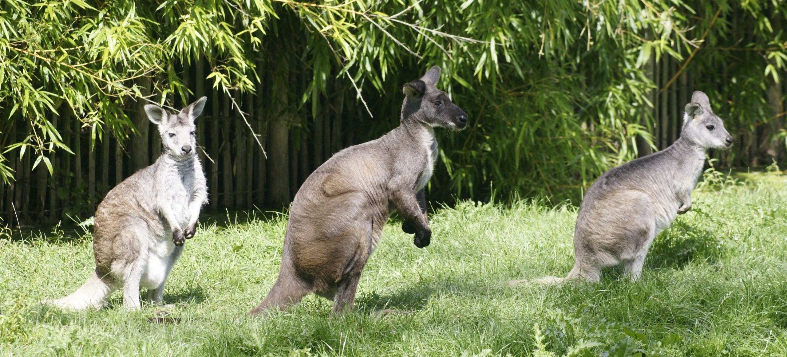 Wallaroe - Bestzoo